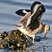 Willet